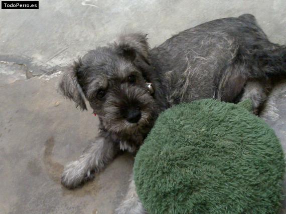 La foto del perro
