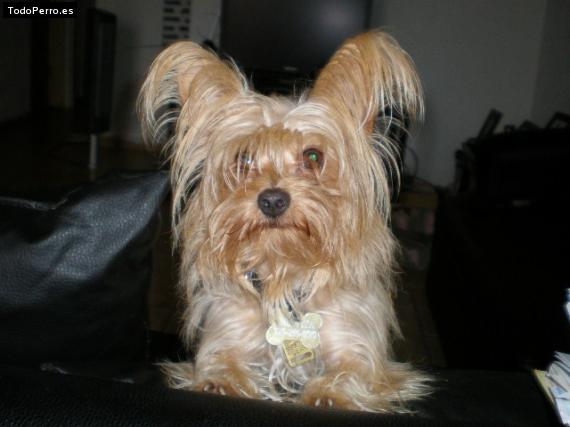 La foto del perro