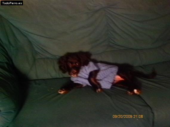 La foto del perro