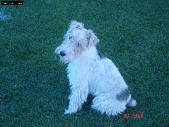 Foto del perro Cloty