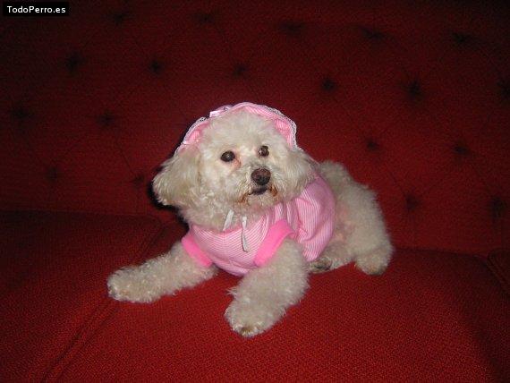 La foto del perro