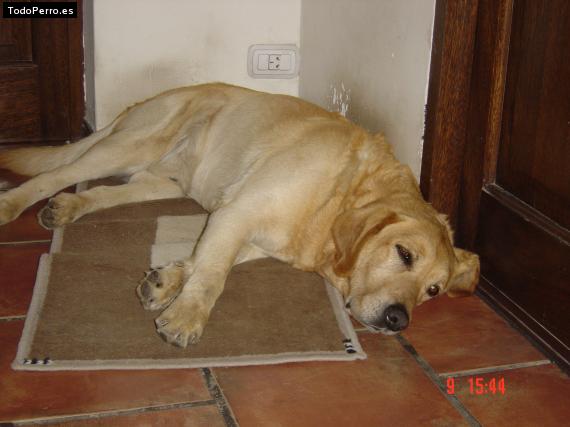 La foto del perro