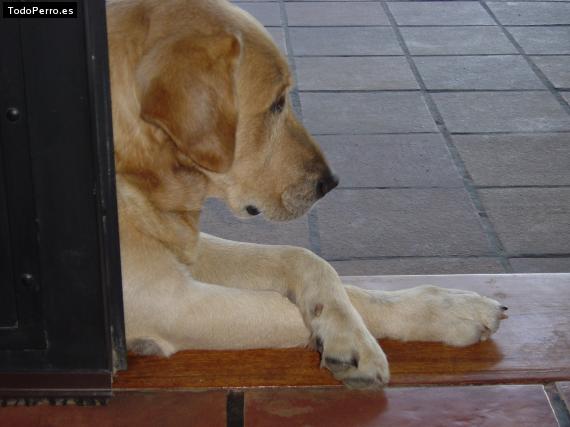 La foto del perro