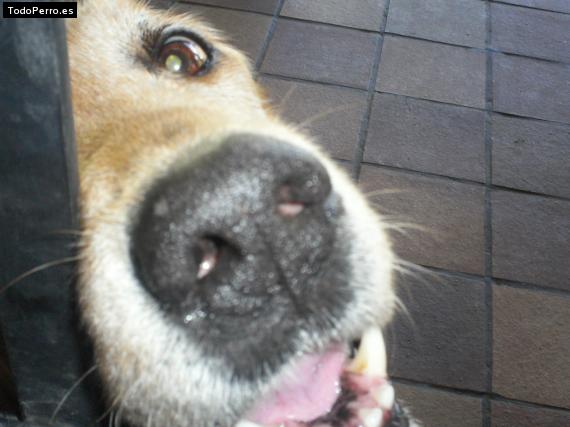 La foto del perro