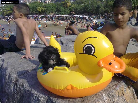 La foto del perro
