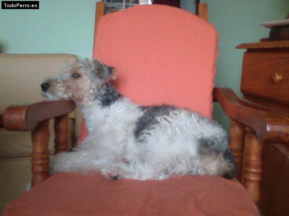 La foto del perro