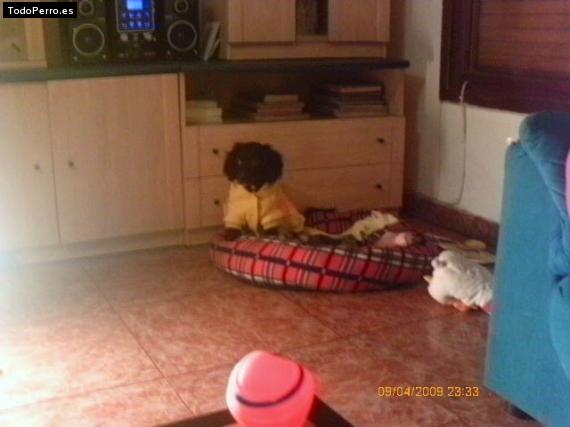La foto del perro