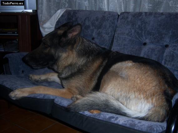 La foto del perro