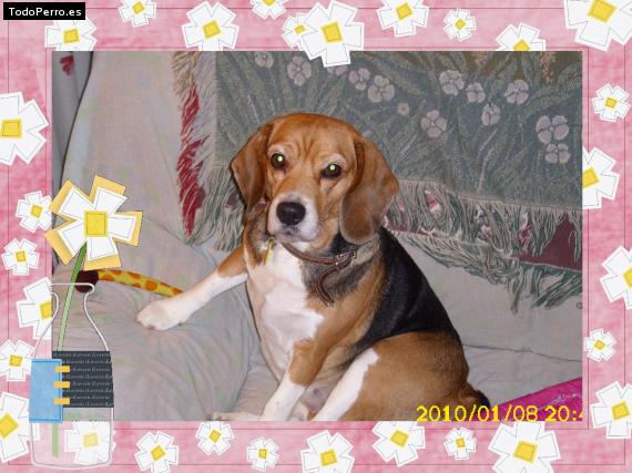 La foto del perro