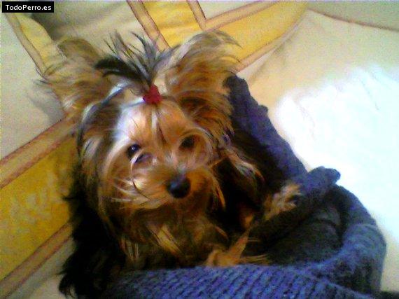 La foto del perro