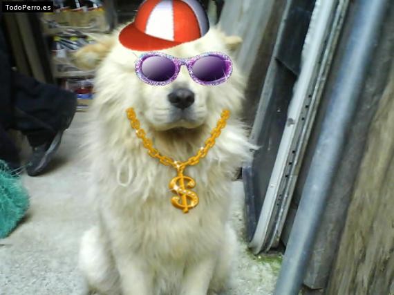 La foto del perro