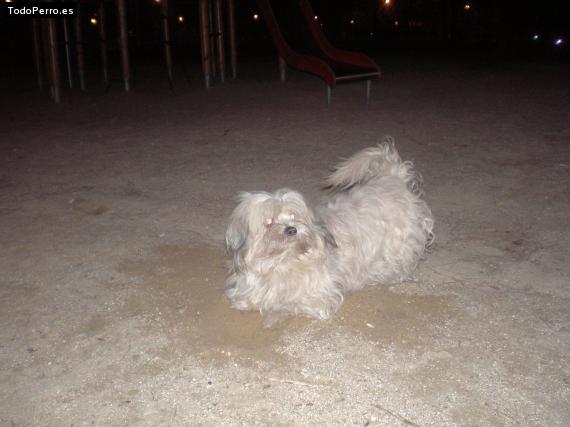 La foto del perro