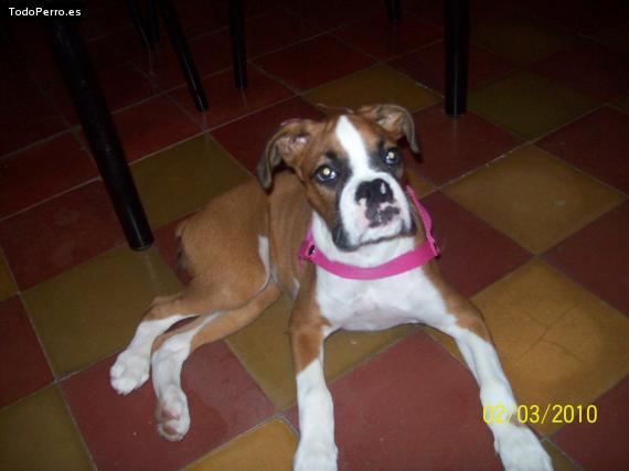 La foto del perro