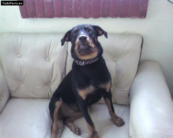 La foto del perro