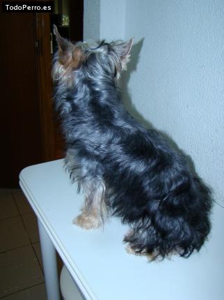 La foto del perro