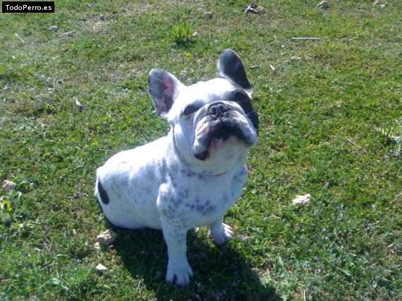 La foto del perro