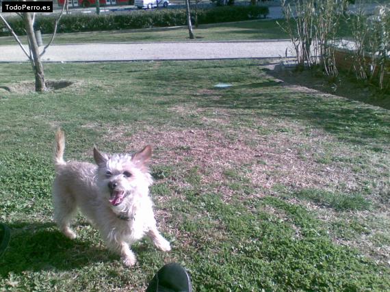 La foto del perro