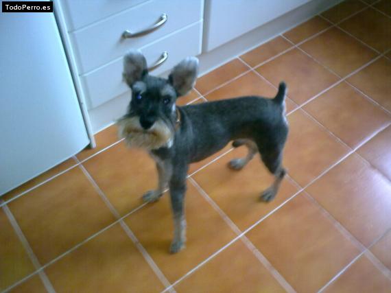 La foto del perro