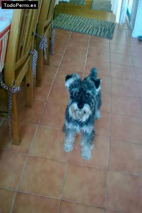 La foto del perro