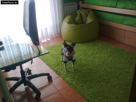 La foto del perro