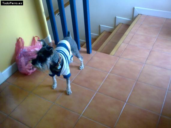 La foto del perro