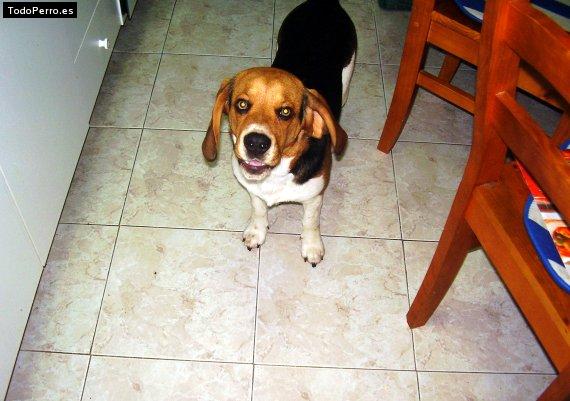 La foto del perro
