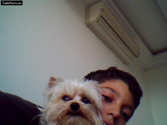 La foto del perro