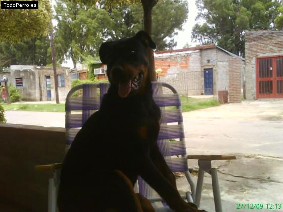 La foto del perro