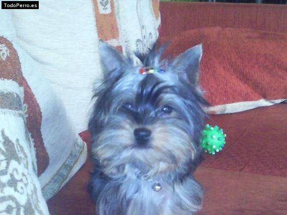 La foto del perro