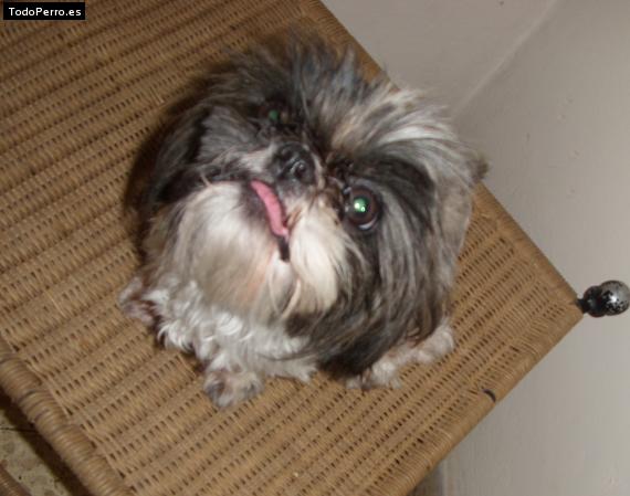 La foto del perro