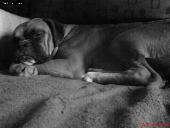Foto del perro Roki