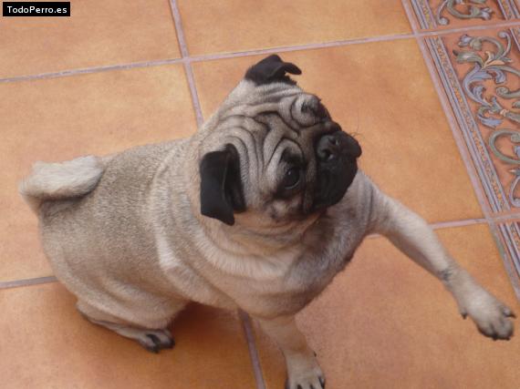 La foto del perro