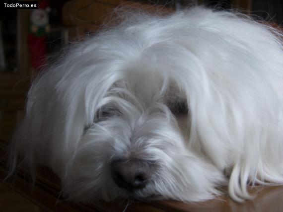 La foto del perro