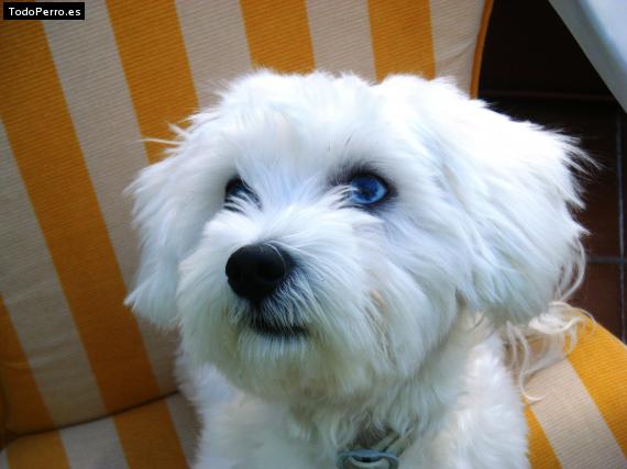 La foto del perro