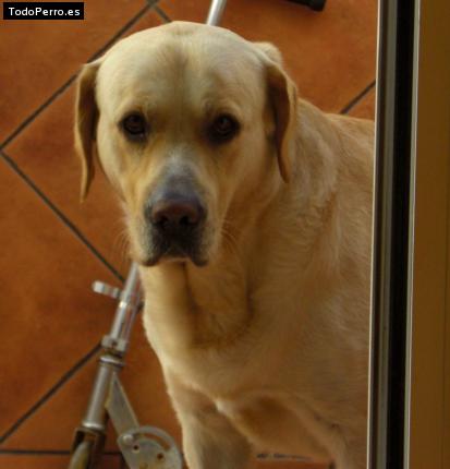 La foto del perro