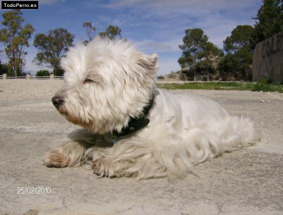 La foto del perro