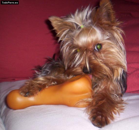 La foto del perro