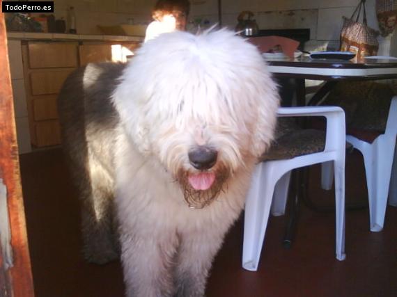 La foto del perro