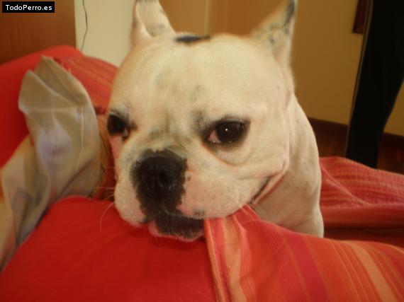 La foto del perro