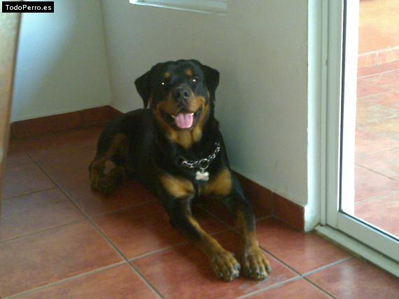 La foto del perro