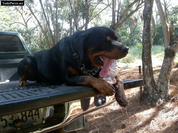 La foto del perro