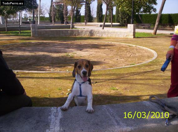 La foto del perro