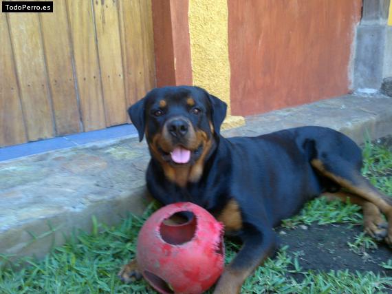 La foto del perro