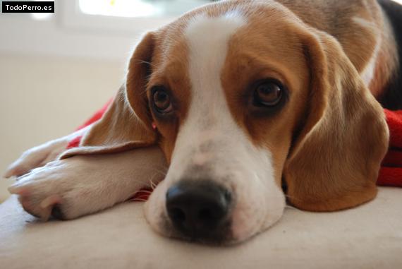 La foto del perro