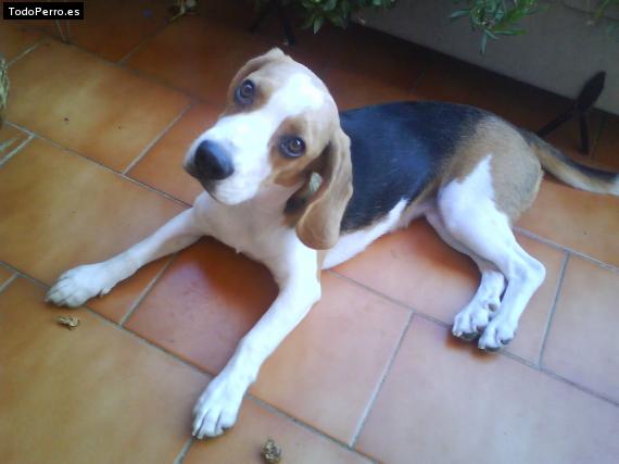 La foto del perro