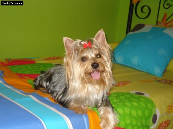 La foto del perro
