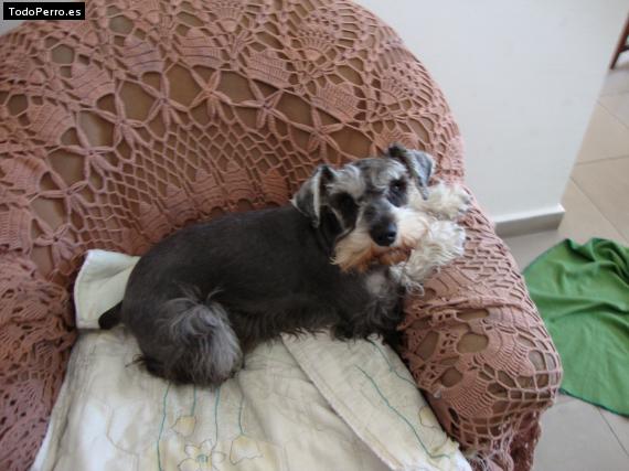 La foto del perro
