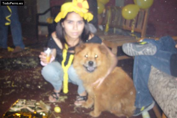 La foto del perro