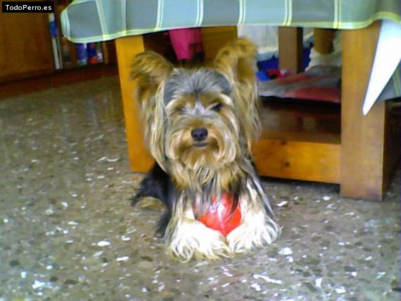 La foto del perro