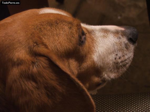 La foto del perro